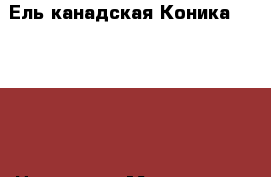  Ель канадская Коника 'Conica' › Цена ­ 800 - Московская обл. Сад и огород » Другое   